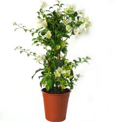 Bougainvillea, White